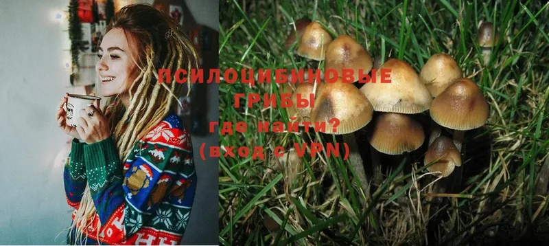 Галлюциногенные грибы Psilocybine cubensis  Лангепас 